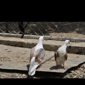 5 iluk 2 fere 1 xoruz tovuz quwu satilir tebiet qoynunda beslenib