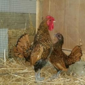 qizili gumuwu sibrait hazir damazliq xeyvan inanmiram