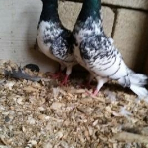 qara baw satilir ter temiz qan efqanka bilen bilir nedi cox quyruqdu