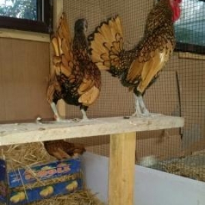 qizili gumuwu sibrait hazir damazliq xeyvan inanmiram