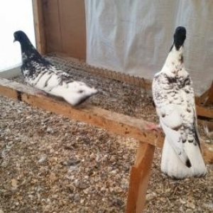 qara baw satilir ter temiz qan efqanka bilen bilir nedi cox quyruqdu