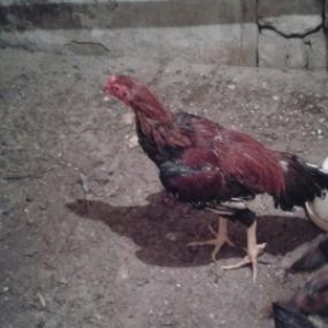 ela heyvandi turk sortu