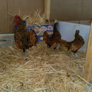 qizili gumuwu sibrait hazir damazliq xeyvan inanmiram