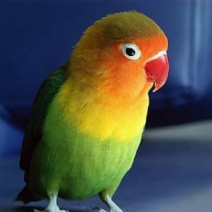 Aliram nerazlucnik fisher fere (dishi)