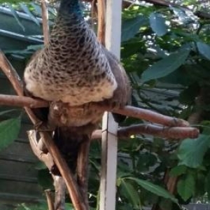 5 iluk 2 fere 1 xoruz tovuz quwu satilir tebiet qoynunda beslenib