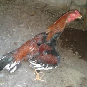 ela heyvandi turk sortu