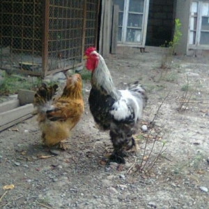 Bramo satıram,təmiz Bramodu,Cüt satılır.