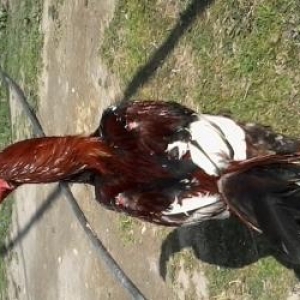 Sroçnu satıram xoruw