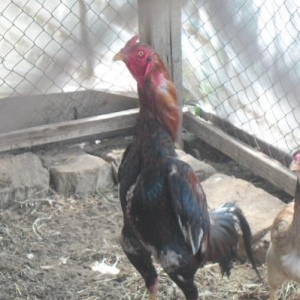 Sroçnu satıram xoruw