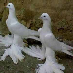 tebriz göyercinleri satilir.