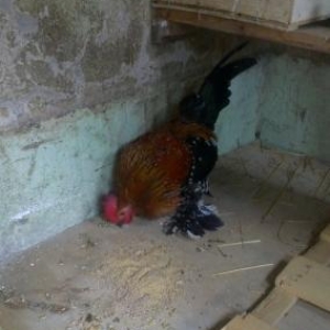 Yaponka xoruz satilir