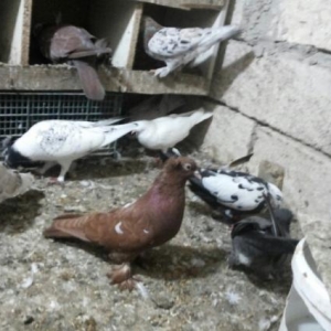 qırmızı satılır erkəy