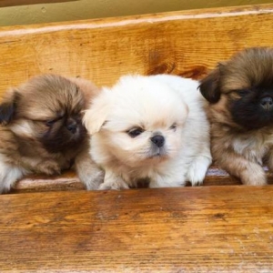 Pekines