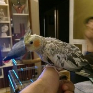 papuqay-tutuquşu KARELLA