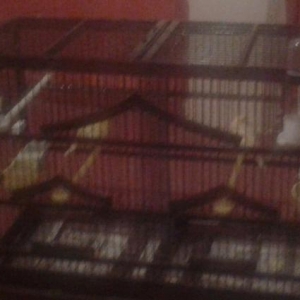 bulbuller(erkey ve disi)+qefes