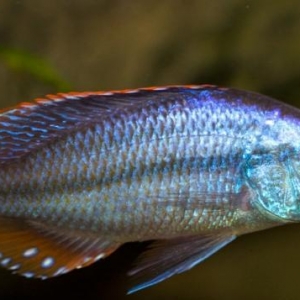 "Dimidiochromis compressiceps" baliğı