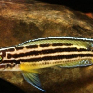 "Julidochromis regani" balığı