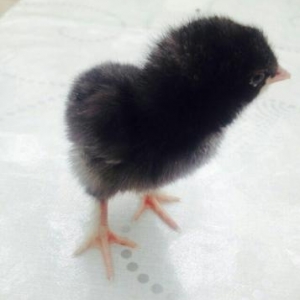 gold brama cücələrini ağ göyərcinlə dəyişirəm