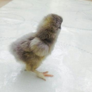 gold brama cücələrini ağ göyərcinlə dəyiş