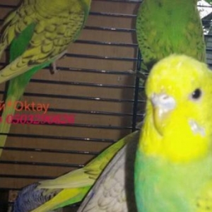 готовые волнистый пары спенгалов .