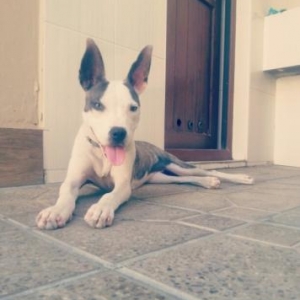 TƏCILI SATILIR PITBULL !