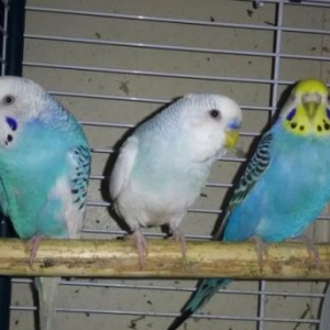 Волнистый попугайчик .