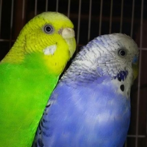 Волнистый попугай с новой клеткой