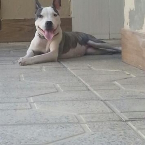 TƏCILI SATILIR PITBULL !