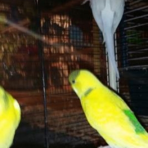 Волнистый попугай с новой клеткой