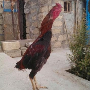 şekbadam xoruz 1 yaş 1 aylığdı iri heyvandır