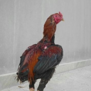 şekbadam xoruz 1 yaş 1 aylığdı iri heyvandır