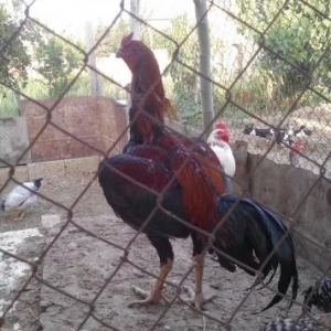 şekbadam xoruz 1 yaş 1 aylığdı iri heyvandır