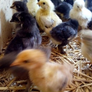 bramo cucalari tam saglamdi