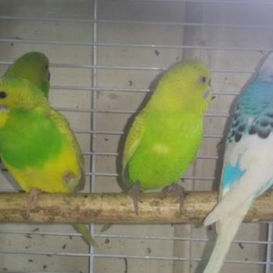 Волнистый попугайчик .