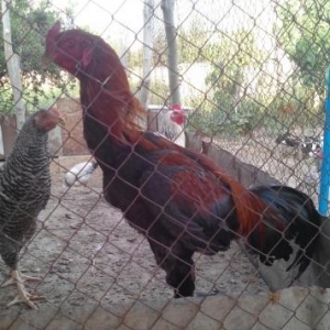 şekbadam xoruz 1 yaş 1 aylığdı iri heyvandır