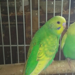 Волнистый попугай с новой клеткой