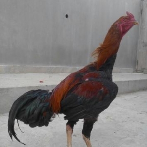 şekbadam xoruz 1 yaş 1 aylığdı iri heyvandır