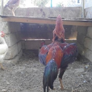 şekbadam xoruz 1 yaş 1 aylığdı iri heyvandır