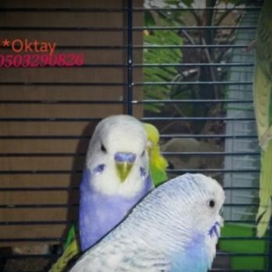 готовые волнистый пары спенгалов .