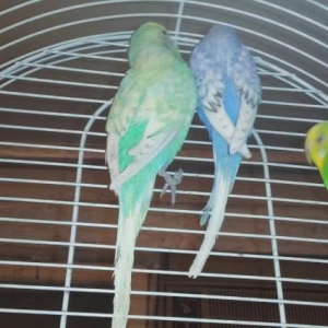 Волнистый попугай с новой клеткой