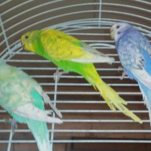 готовые волнистый пары спе�