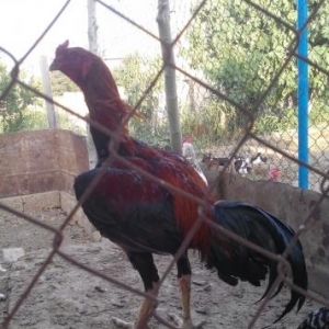 şekbadam xoruz 1 yaş 1 aylığdı iri heyvandır