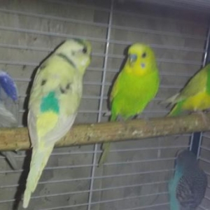 Волнистый попугайчик .