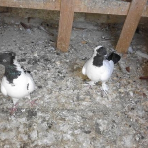 Munasib qiymete saglam manax