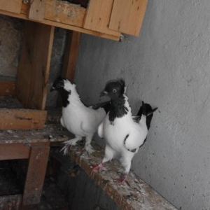 Munasib qiymete saglam manax