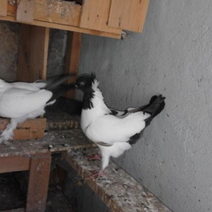 Munasib qiymete saglam manax