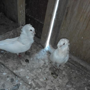 Yakabin uygun qiymete