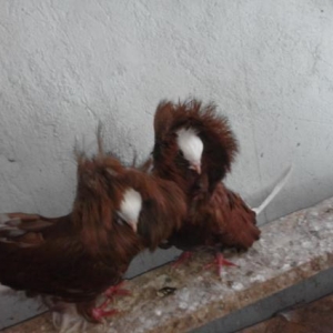 Kekilleri yeke yakobinler