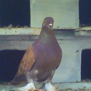 goyercin ayagi tuklu