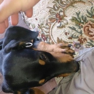 Doberman balasi